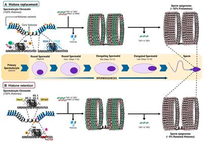 The Interplay Between Replacement and Retention of Histones in the Sperm Genome